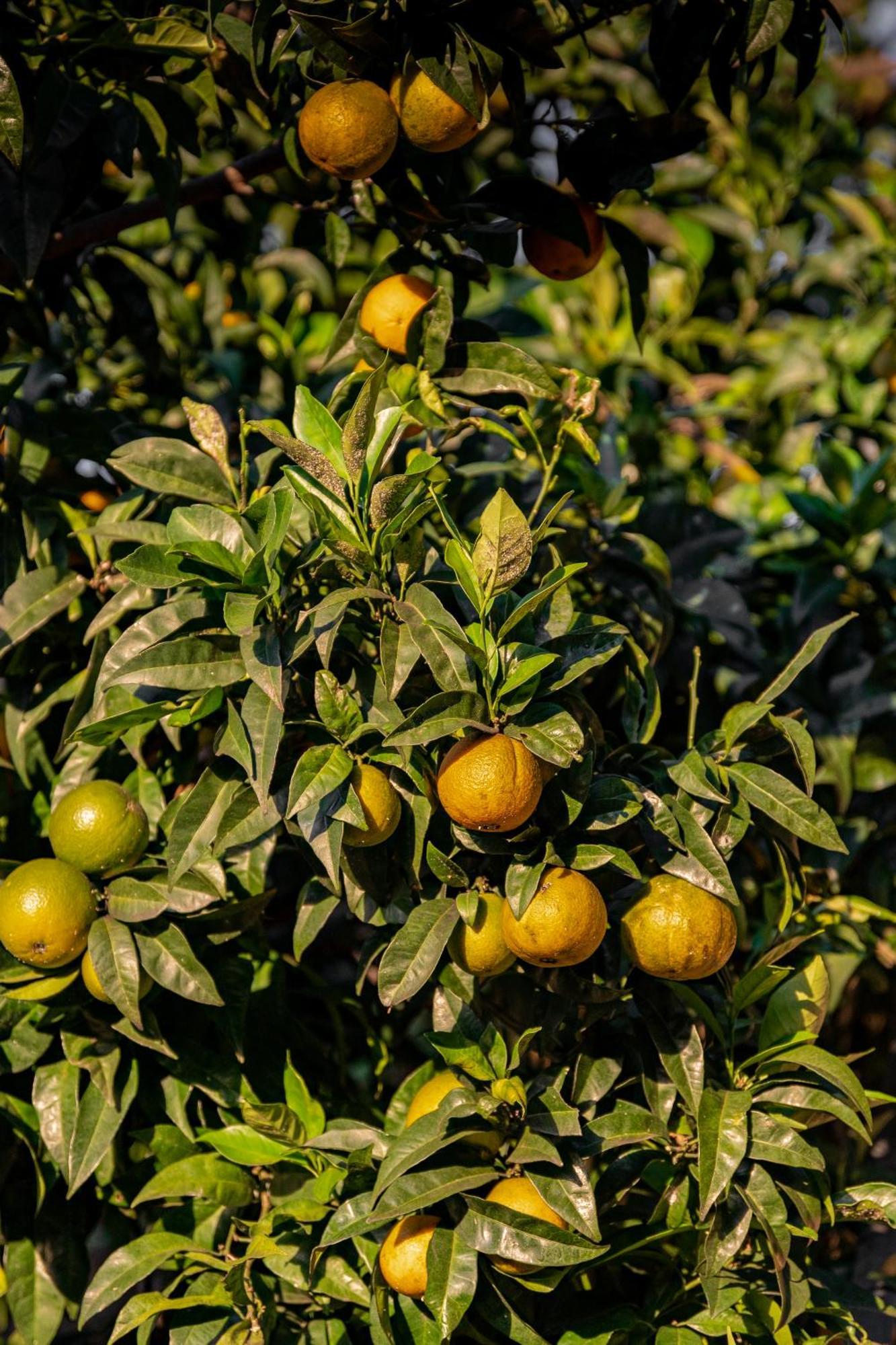 Tenuta Zamparina Montignoso Bagian luar foto